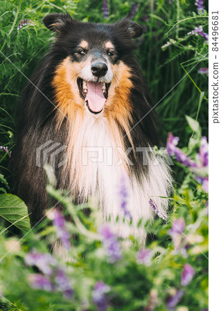 Tricolor Rough Collie, Funny Scottish Collie, Long-haired Collie, English Collie, Lassie Dog Sitting In Green Summer Meadow Grass With Purple Blooming Flowers. Close Up Portrait Tricolor Rough Collie, Funny Scottish Collie, Long-haired Collie, English Collie, Lassie Dog Sitting In Green Summer Meadow Grass With Purple Blooming Flowers. Close Up Portrait 84496681