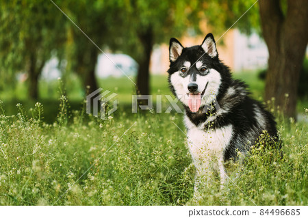 Husky Dog Sit In Summer Greeen Grass. Funny Lovely Pet Dog 84496685