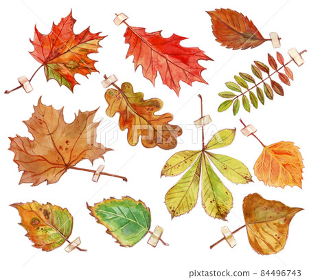 Set of autumn leaves. Hand drawn 84496743