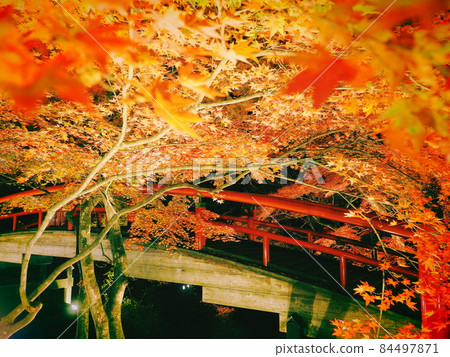 Ikaho Onsen: Illuminated autumn leaves of Kajika Bridge 84497871
