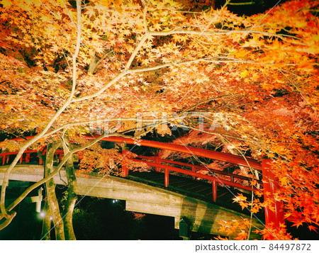 Ikaho Onsen: Illuminated autumn leaves of Kajika Bridge 84497872