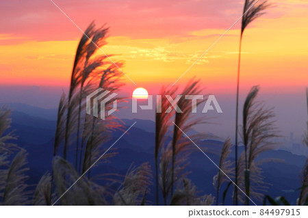 日落與秋天的芒花 84497915