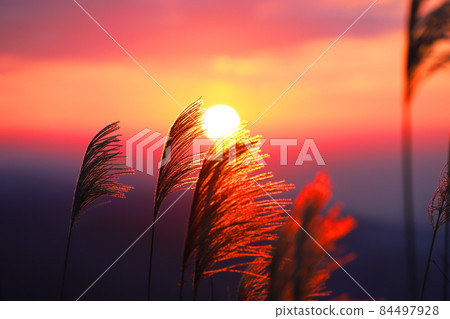 日落與秋天的芒花 日落與秋天的芒花 84497928