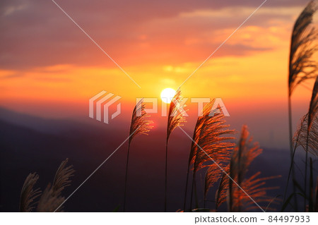 日落與秋天的芒花 日落與秋天的芒花 84497933