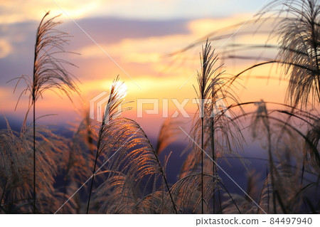 日落與秋天的芒花 日落與秋天的芒花 84497940