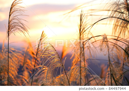 日落與秋天的芒花 日落與秋天的芒花 84497944