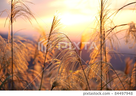 日落與秋天的芒花 84497948
