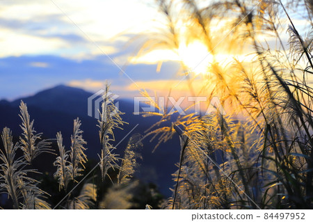 日落與秋天的芒花 84497952