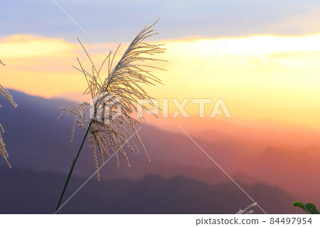 日落與秋天的芒花 84497954