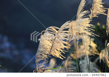 日落與秋天的芒花 84497962