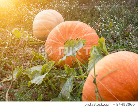 Large pumpkins that lie in the autumn field, close-up, squash, solar 84498060