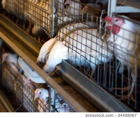 Breeding broiler chickens and chickens, broiler chickens sit behind bars in the hut, poultry house, springer Breeding broiler chickens and chickens, broiler chickens sit behind bars in the hut, poultry house, springer 84498067