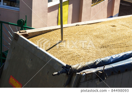 From a grain-laden lorry take grain for analysis, grain processing, granule 84498093