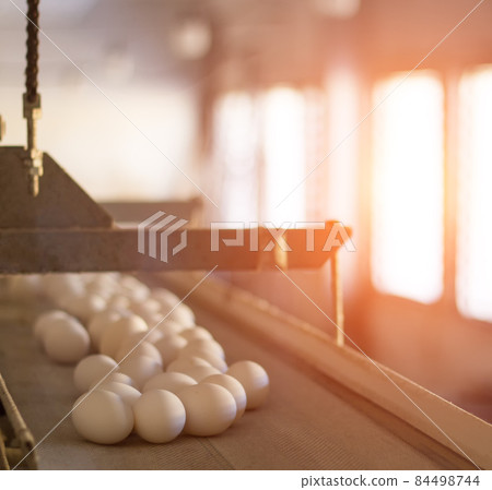 Chicken eggs move along the conveyor at the chicken farm, the production of eggs at the modern poultry farm, sunset Chicken eggs move along the conveyor at the chicken farm, the production of eggs at the modern poultry farm, sunset 84498744