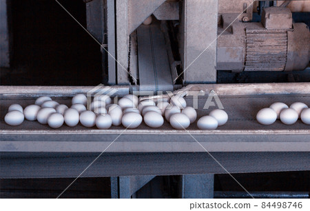 Chicken eggs are moving on the conveyor at the poultry farm, the production of eggs, modern farmhouse Chicken eggs are moving on the conveyor at the poultry farm, the production of eggs, modern farmhouse 84498746