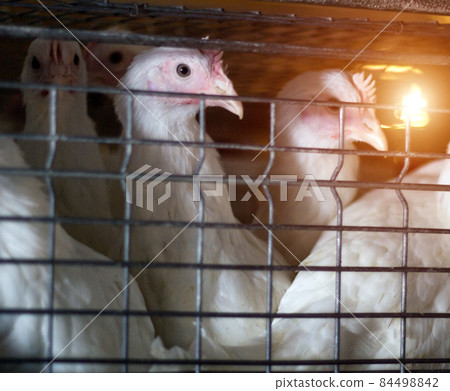 A young broiler chicken sits in an open-air cage on a poultry farm, close-up A young broiler chicken sits in an open-air cage on a poultry farm, close-up 84498842