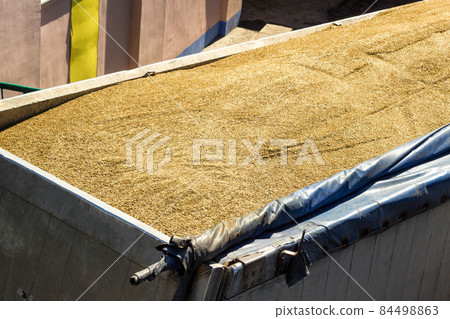 Truck body filled with oats, close-up, seed 84498863