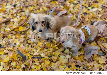 Dachshund taking a walk in the park Dachshund taking a walk in the park 84498872