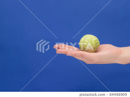 A small head of cabbage lies in the palm of your hand, close-up, blue background, proper nutrition, vegetarianism, copy space, cole 84498909