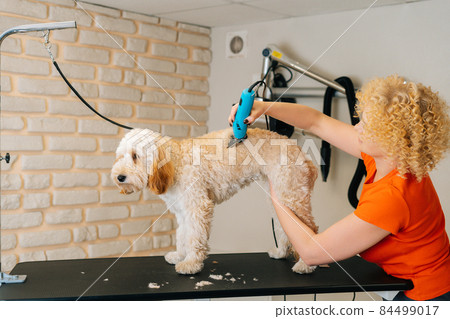 Trimmer labradoodle 2024