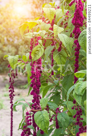 A large plant and a red amaranth flower, large blooming red amaranth braids dangle against the background of the sun, botanical 84499211