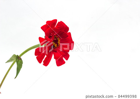 Red zinnia with a green stem on a white background, isolate, close-up, zinnia flower, floral 84499398