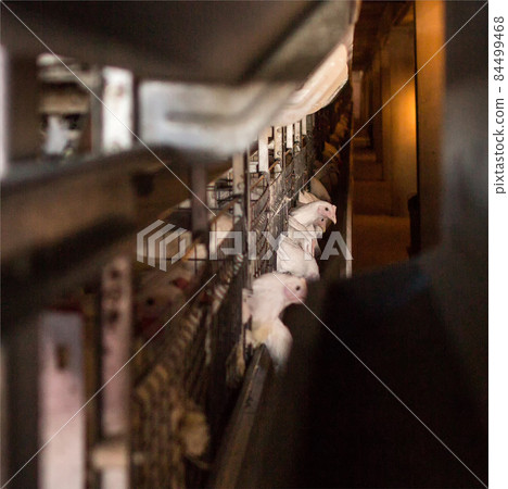 Modern broiler chicken poultry farm, industry, agricultural 84499468