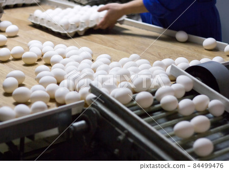 Packing and sorting of chicken eggs at a poultry farm in special trays from a conveyor, close-up, process Packing and sorting of chicken eggs at a poultry farm in special trays from a conveyor, close-up, process 84499476