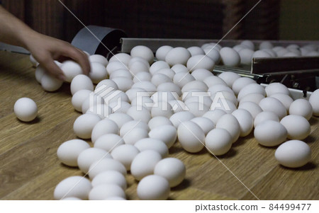 Sorting chicken eggs by workers at a poultry farm, close-up, process 84499477
