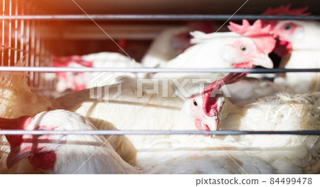 White chickens in livestock cages in the sun at a poultry farm, close-up, modern, industry 84499478