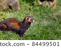 European polecat, Mustela putorius 84499501