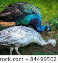 Indian Peacock and peahen foraging for food 84499502
