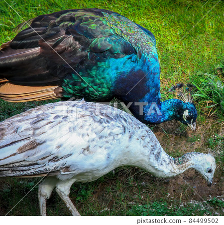 Indian Peacock and peahen foraging for food 84499502