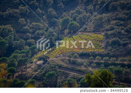 Vineyard landscape near Collioure, Pyrenees Orientales, Roussillon, Vermilion coast, France Vineyard landscape near Collioure, Pyrenees Orientales, Roussillon, Vermilion coast, France 84499528