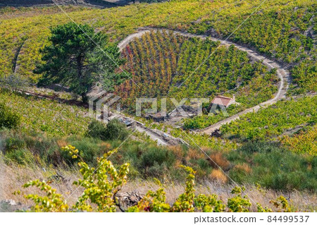 Vineyard landscape near Collioure, Pyrenees Orientales, Roussillon, Vermilion coast, France Vineyard landscape near Collioure, Pyrenees Orientales, Roussillon, Vermilion coast, France 84499537