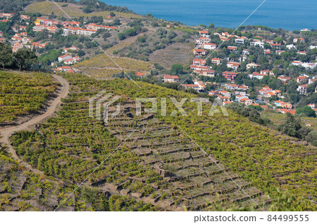 The amazing aerial view over Collioure from Fort Saint Elme surrounded by vineyards, Vermeille coast 84499555