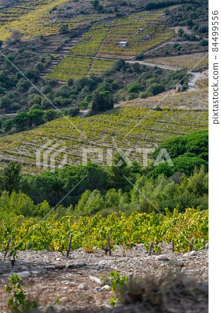 Vineyard landscape near Collioure, Pyrenees Orientales, Roussillon, Vermilion coast, France 84499556
