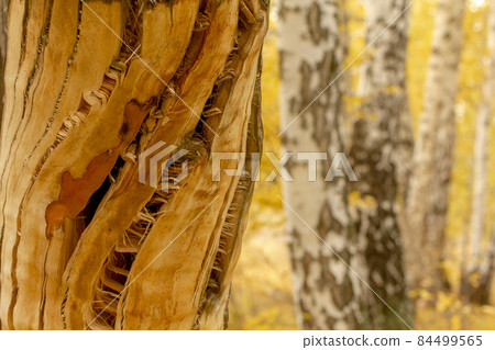 The twisted by a hurricane tree without tree bark is on the background of slim young birches. The twisted by a hurricane tree without tree bark is on the background of slim young birches. 84499565
