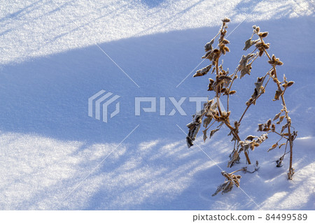 Xanthium medicinal plant against the background of winter snowy toroes. Xanthium medicinal plant against the background of winter snowy toroes. 84499589