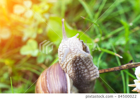 Big snail in the grass, macro, sun, cochlea and macrophotography 84500022