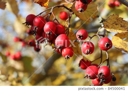 Ripe berries, haws, on Hawthorn also called called thornapple, May-tree, whitethorn, or hawberry, Crataegus monogyna berries in Autumn 84500041