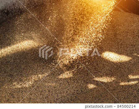 plant for processing and storing grain, loading grain into a truck body, close-up, the sun 84500214