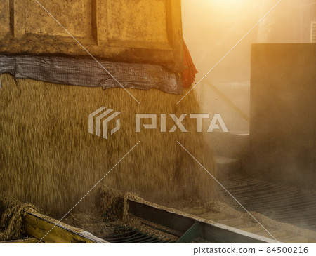 A truck loaded with grain pours grain from the body at a processing plant, body grain, close up 84500216