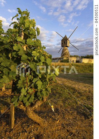 Windmill of La Tranchee and vineyard near Montsoreau, Pays de la Loire, France 84500511