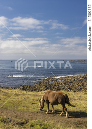 Horse in a field near Tremazan in Brittany, France Horse in a field near Tremazan in Brittany, France 84500585