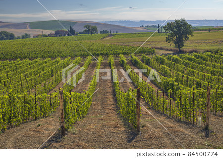Tuscany's most famous vineyards near town Montalcino in Italy Tuscany's most famous vineyards near town Montalcino in Italy 84500774