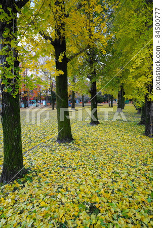 Ginkgo carpet in Gifu / Yuhigaoka Park 84500777
