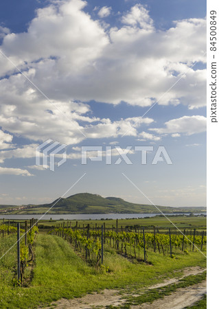 Spring vineyards under Palava near Sonberk, South Moravia, Czech Republic Spring vineyards under Palava near Sonberk, South Moravia, Czech Republic 84500849
