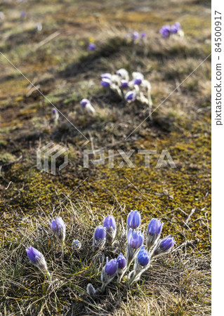 Pasque flower, National park Podyji, Southern Moravia, Czech Republic Pasque flower, National park Podyji, Southern Moravia, Czech Republic 84500917