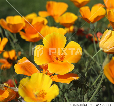 Summer backgroung. Flowers of eschscholzia californica or golden californian poppy, cup of gold, flowering plant in family papaveraceae 84500944